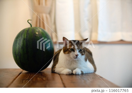 ネコとスイカ 116017765