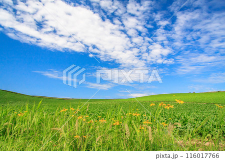 「北海道」夏空と爽やかな美瑛の丘 「北海道」夏空と爽やかな美瑛の丘 116017766