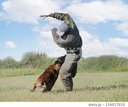 training of belgian shepherd 116017810