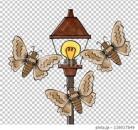 飛蛾聚集在路燈 116017849