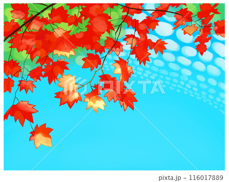 赤いもみじと青空 赤いもみじと青空 116017889