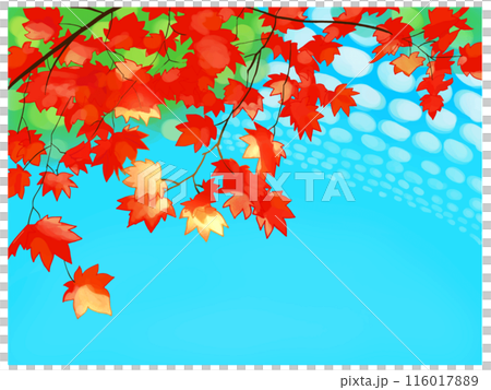 赤いもみじと青空 赤いもみじと青空 116017889