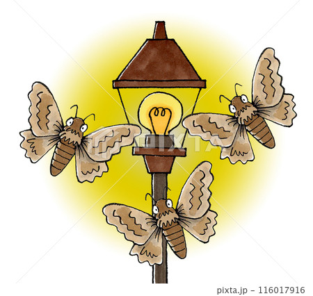 街灯に集まる蛾 116017916
