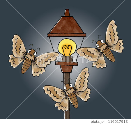 街灯に集まる蛾 116017918