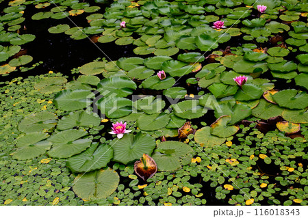 国道わき　小さな池にひっそりと咲く睡蓮　山形県 116018343
