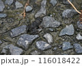 しっぽが取れたばかりのツチガエルの子 116018422