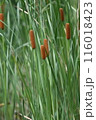 小川のガマの穂 116018423