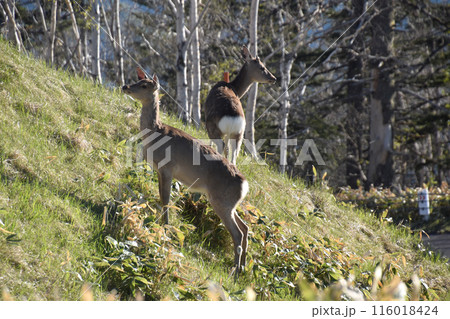 エゾシカ エゾシカ 116018424