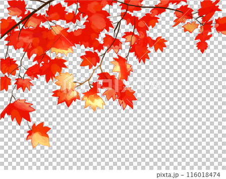 Red maple branches Red maple branches 116018474