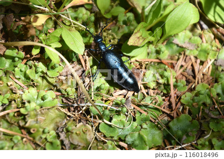 ヒメツチハンミョウ 116018496