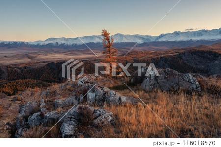 Lonely yellow larch at sunset in the mountains 116018570