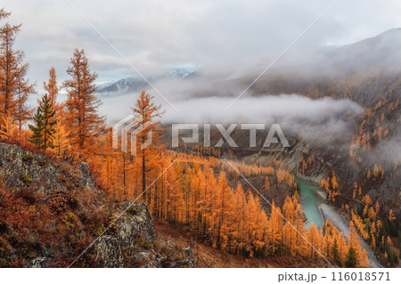 autumn mountains with mystical trees, river in gorge with yellow trees 116018571