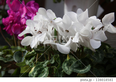 12月の花　シクラメン⑤ 116018581