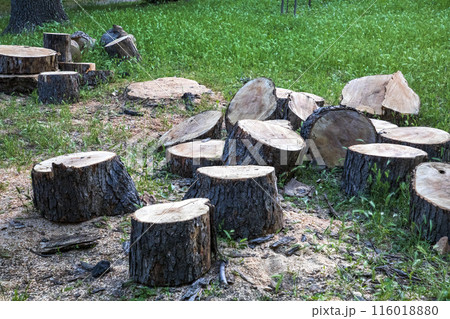 cut tree  116018880