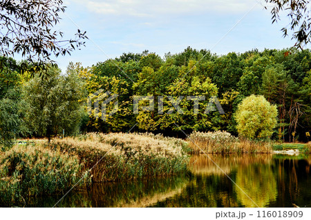 Autumn September fusion.Forest lake surrounded by trees and reeds Autumn September fusion.Forest lake surrounded by trees and reeds 116018909