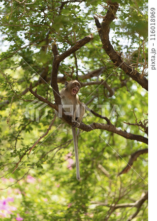 Wild macaque with long fur relaxes on a tree branch in a lush green forest Wild macaque with long fur relaxes on a tree branch in a lush green forest 116018969