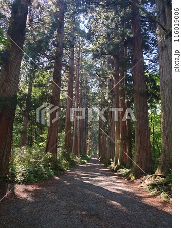 最高パワースポット御岩神社参道 最高パワースポット御岩神社参道 116019006