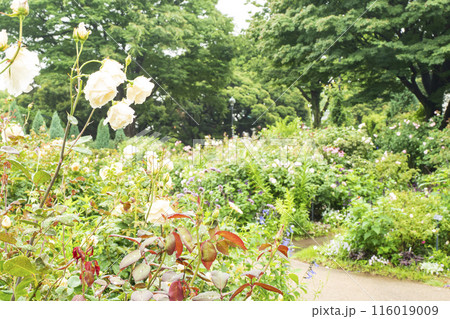 神奈川県横浜市中区港の見える公園の初夏 116019009