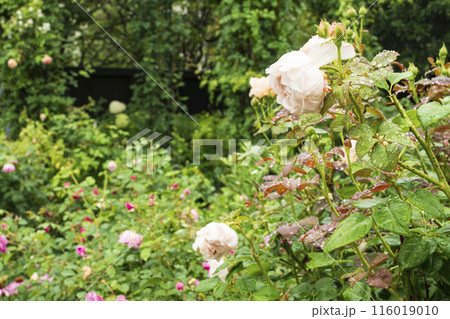 神奈川県横浜市中区港の見える公園の初夏 神奈川県横浜市中区港の見える公園の初夏 116019010