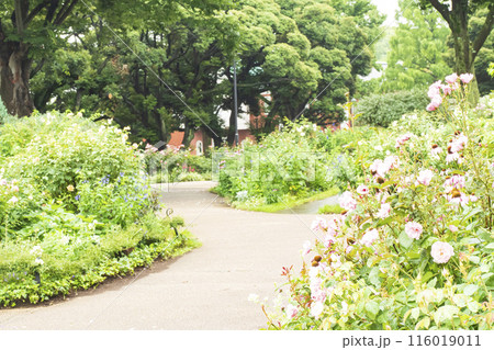 神奈川県横浜市中区港の見える公園の初夏 116019011