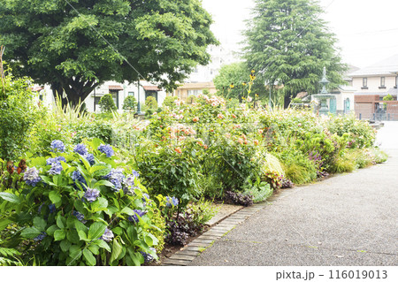 神奈川県横浜市中区港の見える公園の初夏 神奈川県横浜市中区港の見える公園の初夏 116019013