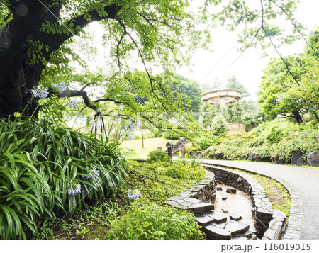 神奈川県横浜市中区港の見える公園の初夏 神奈川県横浜市中区港の見える公園の初夏 116019015