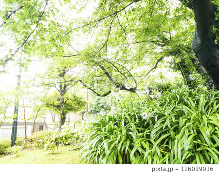 神奈川県横浜市中区港の見える公園の初夏 116019016