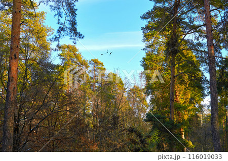 Autumn orange trees,green firs on a sunny day,birds in sky Autumn orange trees,green firs on a sunny day,birds in sky 116019033