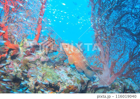 魚の群れと泳ぐユカタハタ 沖縄の海 魚の群れと泳ぐユカタハタ 沖縄の海 116019040