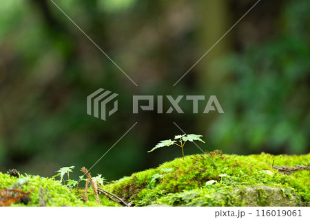 苔生した岩の上に種がこぼれて芽を出したモミジ 116019061