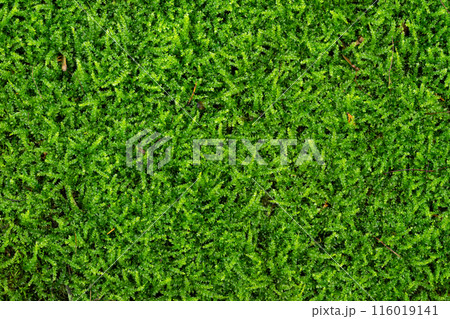 苔の地面の背景素材 苔の地面の背景素材 116019141
