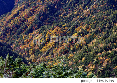 奥秩父・甲武信岳山頂から見る紅葉の山肌 116019149