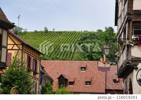 オーラン県リクヴィールのブドウ畑 116019201