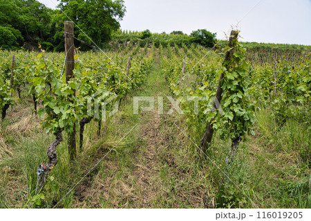 オーラン県リクヴィールのブドウ畑 116019205
