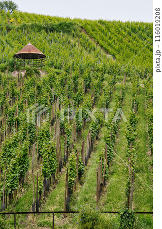 オーラン県リクヴィールのブドウ畑 116019208