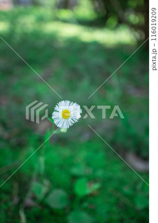 ハルジオン 116019209