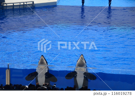 神戸須磨シーワールド 116019278