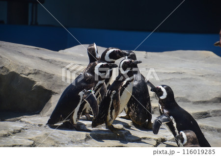 神戸須磨シーワールド 116019285