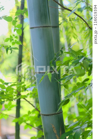 静寂な竹林の美、自然の息吹を感じる竹林 116019394