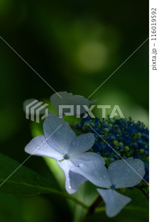雨上がりの紫陽花 116019592