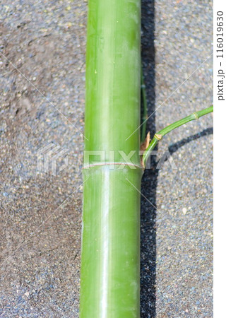 流しそうめん用に伐採された竹 116019630