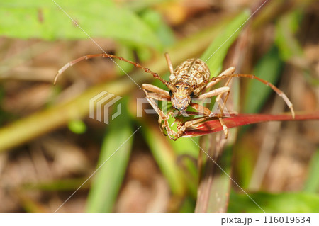 キマダラミヤマカミキリ（キマダラカミキリ） 116019634