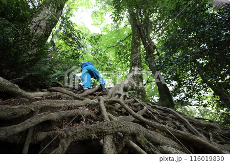 山陰、春、初夏の鳥取、三徳山、みとくさん、投げ入れ堂への登山、国立公園への旅、多くの指定文化財と国宝 116019830