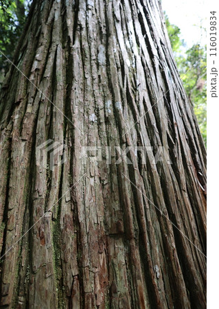 山陰、春、初夏の鳥取、三徳山、みとくさん、投げ入れ堂への登山、国立公園への旅、多くの指定文化財と国宝 116019834