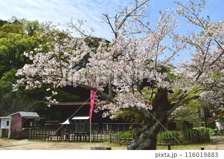 功山寺仏殿の桜 116019883