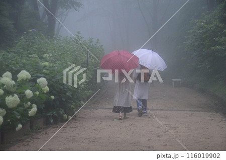 梅雨のアジサイ散策 116019902