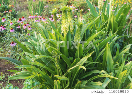 ユーコミス／パイナップルのような形で咲くホシオモトの花の全体 116019930