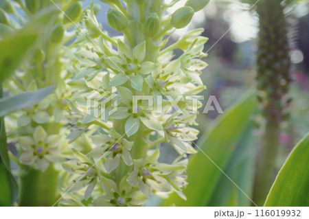 ユーコミス/ホシオモトの花をクローズアップ【パイナップルリリー】 ユーコミス/ホシオモトの花をクローズアップ【パイナップルリリー】 116019932