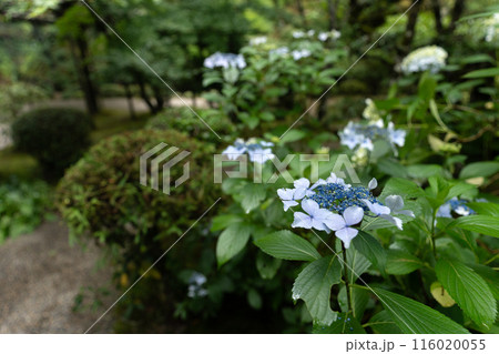 庭の紫陽花 庭の紫陽花 116020055