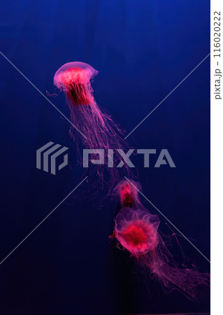 Group of fluorescent lion's mane jellyfish swimming underwater aquarium pool with red neon light. 116020222